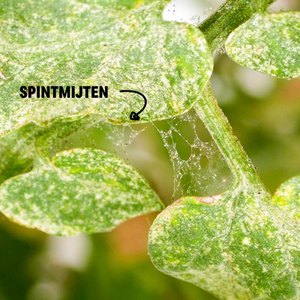 Spintmijten bestrijden met Soni-mite