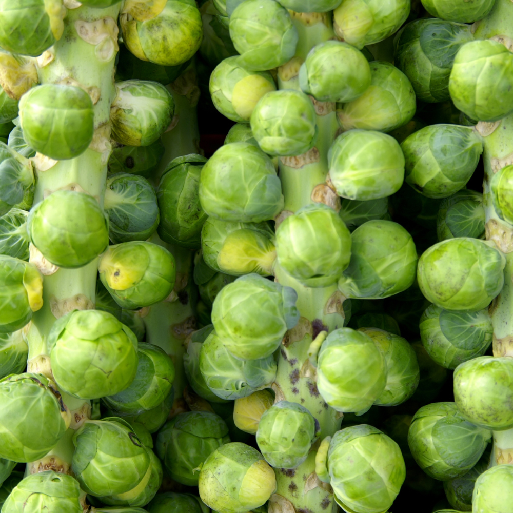 Spruitkool plantjes 5 stuks BIO