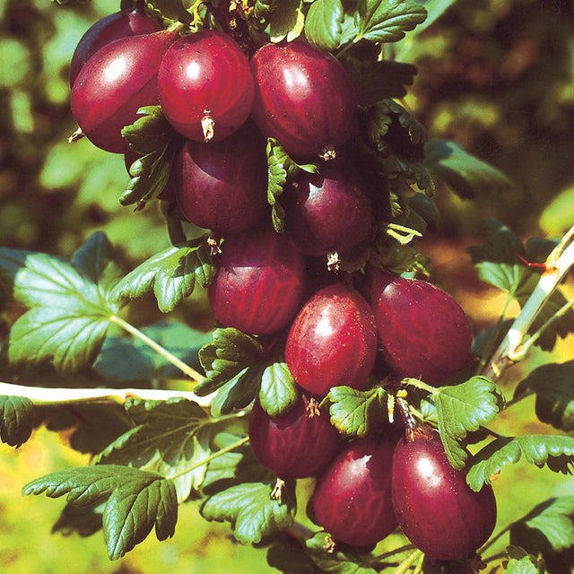 Kruisbes rood 'Hinnonmaki Rood' BIO