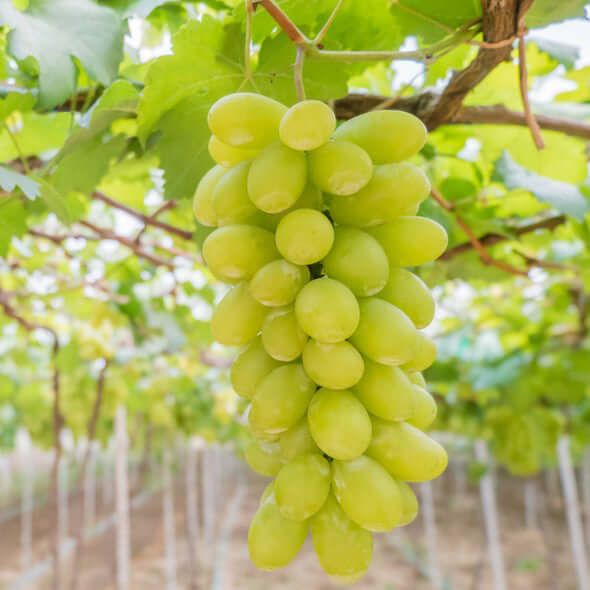 Aliment blanc sans pépins et raisin de serre 'Sulima' (en pot de 4 litres) - 80 cm de haut