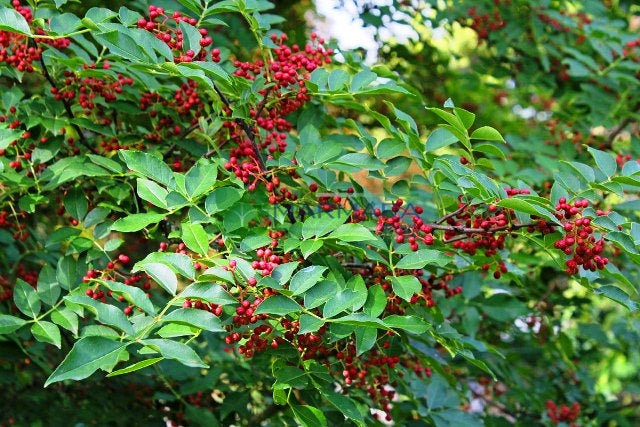 Szechuanpeper (Zanthoxylum simulans) plant - zaailing 1-jarig op blote wortel