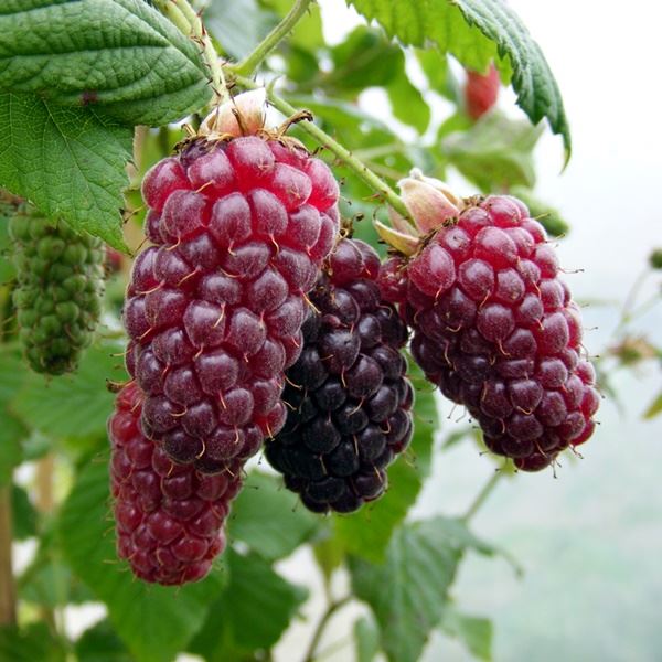 Tayberry (croisement framboise/mûre) BIO