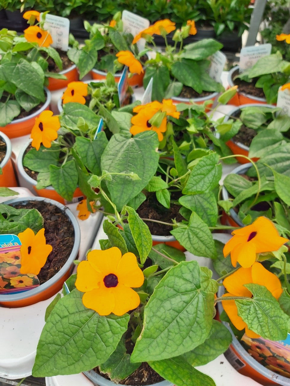 Suzanne-aux-beaux-yeux (Thunbergia alata) en pot - 1 plante