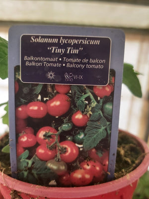 Topfkirschtomate vom Typ Tiny Tim, rote Pflanzen, 1 Pflanze