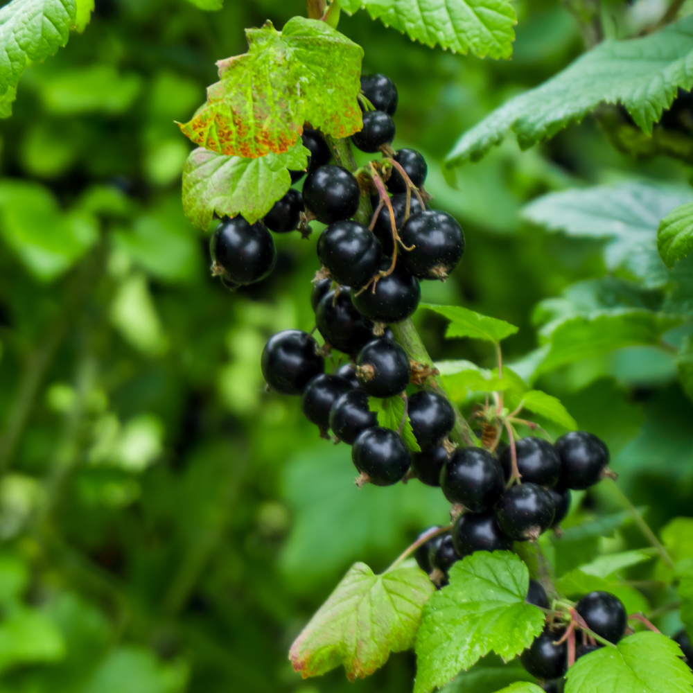Blackcurrant / cassis berry 'Titania' BIO