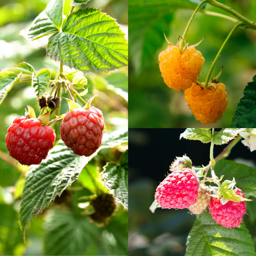Trio de framboises petits fruits - 3 types de framboises dans 1 pot