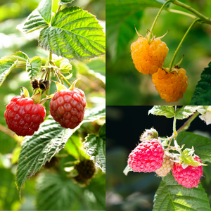 Trio de framboises petits fruits - 3 types de framboises dans 1 pot