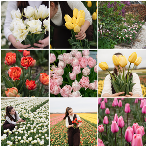 Tulpen pakket BIO