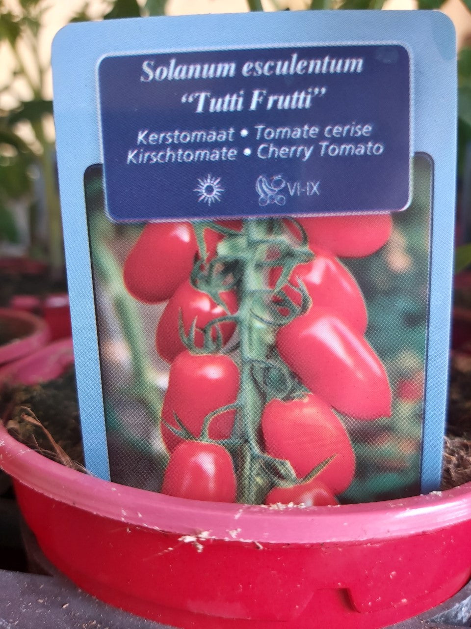 Snack tomaat 'Tutti Frutti'  rood in pot 1 plant