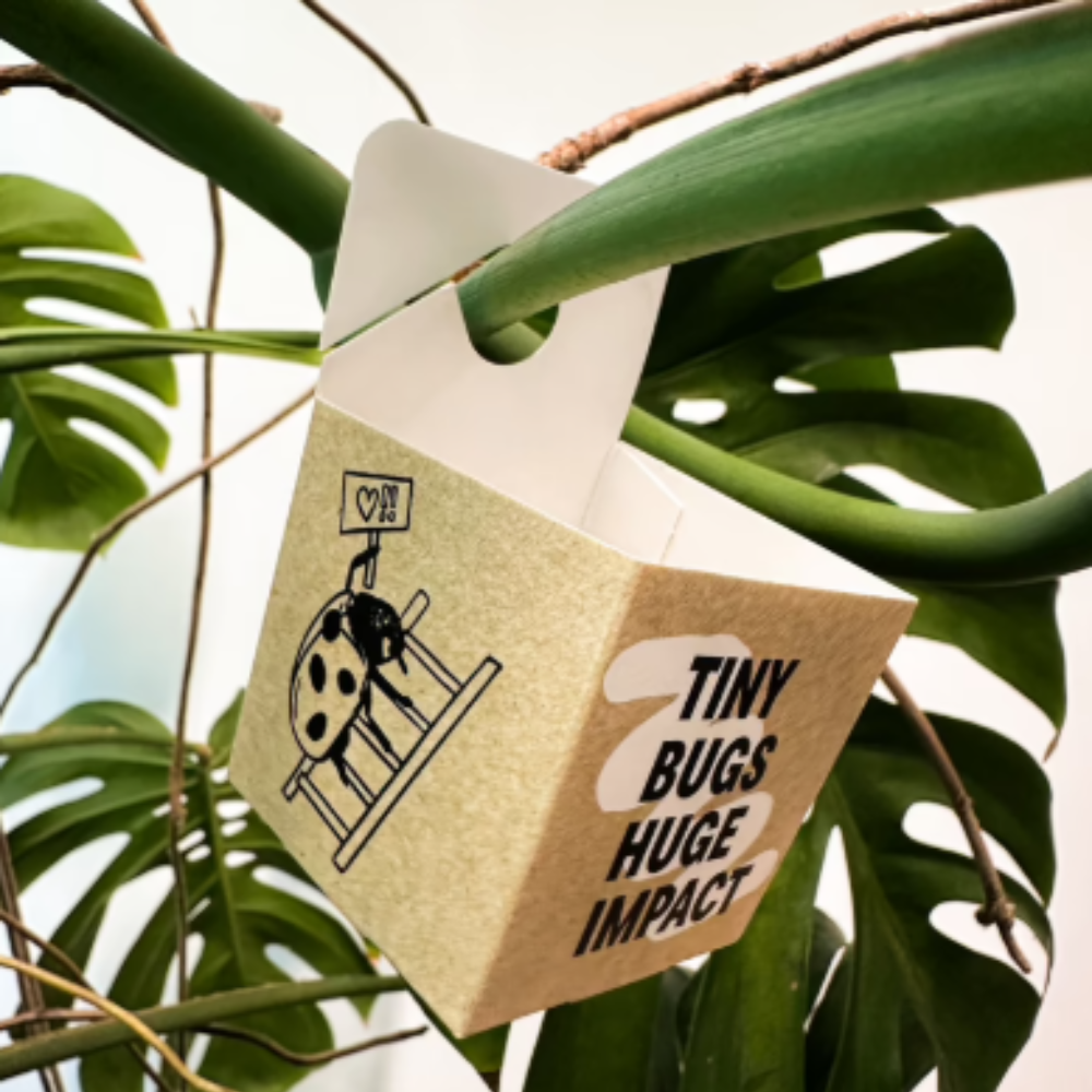 Boîtes de lâcher d'insectes utiles - 5 pièces