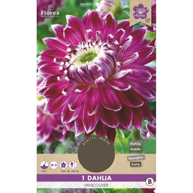 Assiette Dahlia Vancouver XXL 1er.