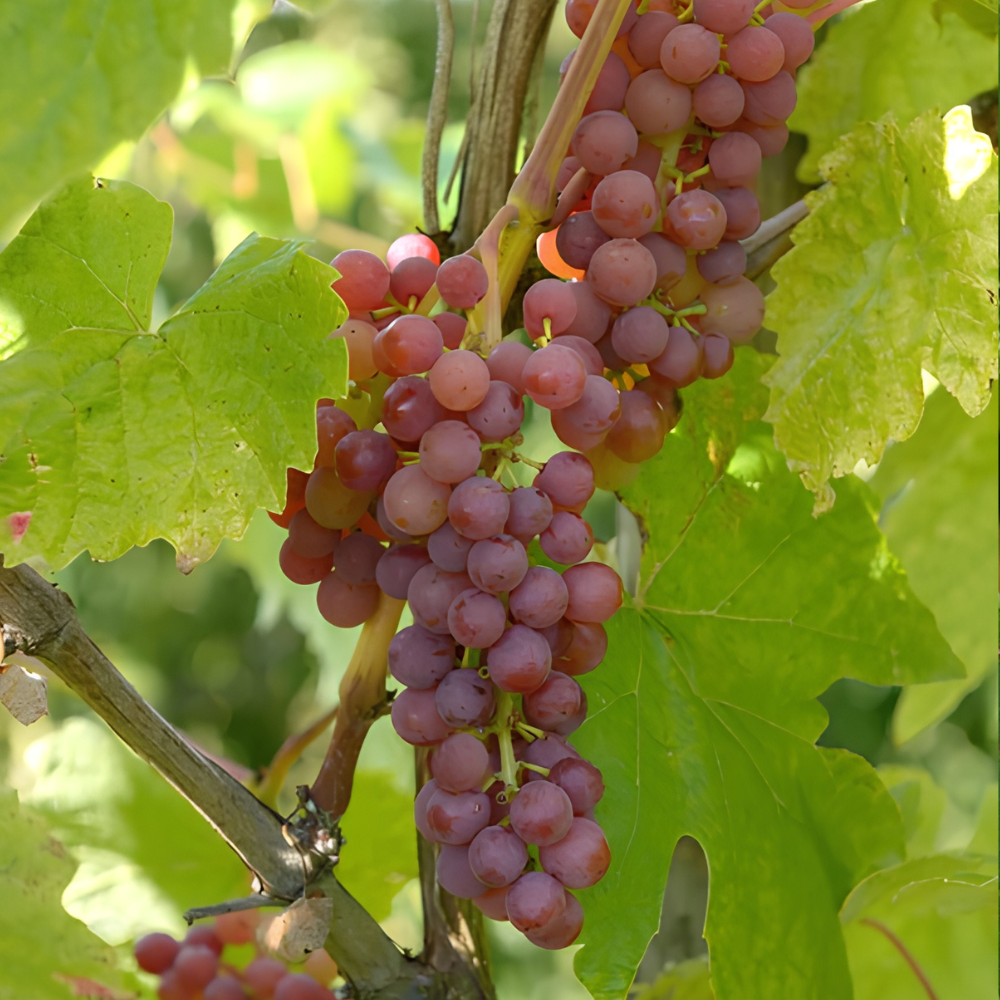 Raisin rose 'Vanessa' (en pot de 4 litres) - 80 cm de haut