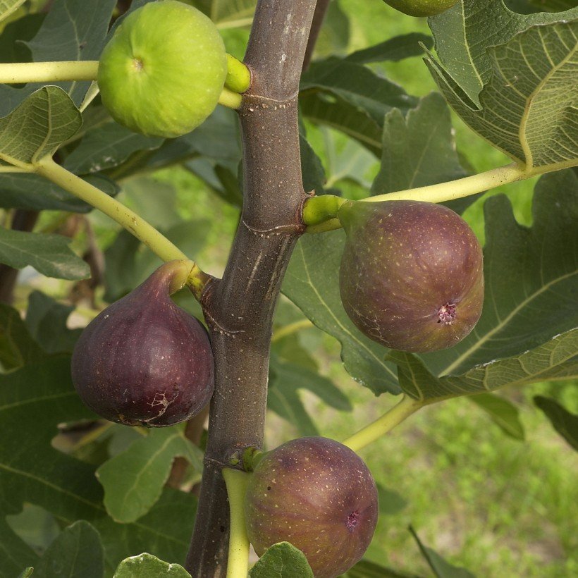 Figuier - Ficus carica 'Rode de Bordeaux' en pot de 2 litres 