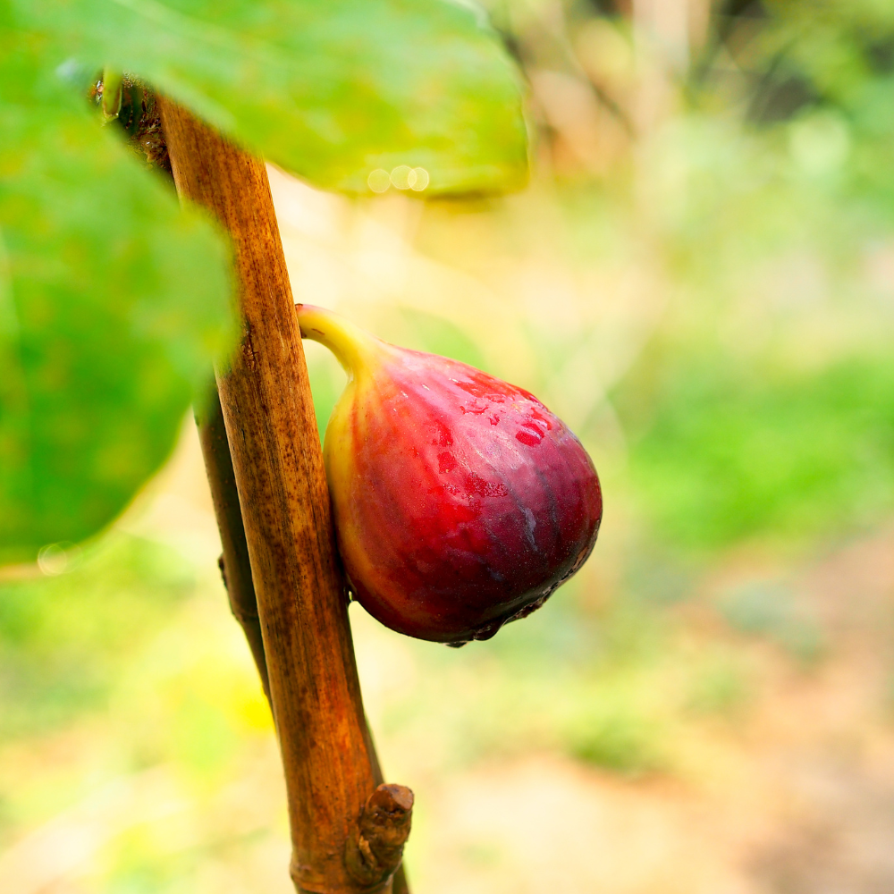Fig tree 'Brown Turkey' BIO