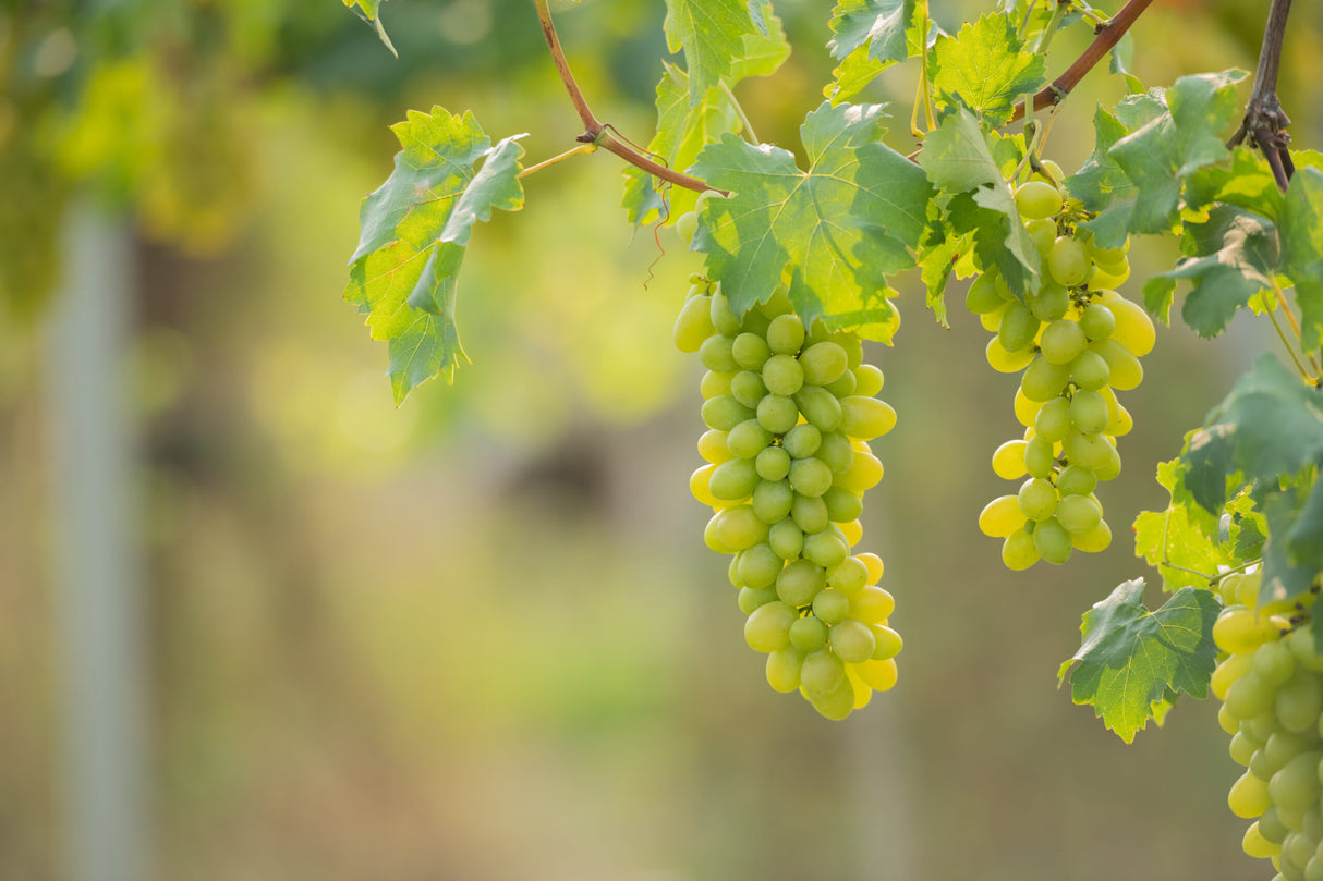 Raisin mangeur jaune sans pépins 'Tonia hobrevt' (en pot de 4 litres) - 80 cm de haut