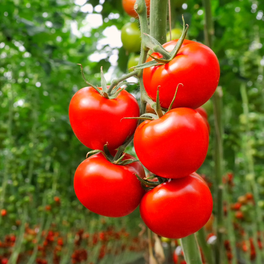Vleestomaat plant 1 stuk BIO