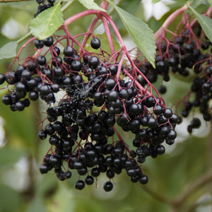 Black elderberry 'Haschberg'