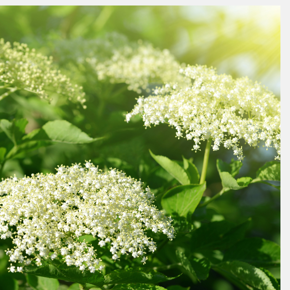 Black elderberry 'Haschberg'