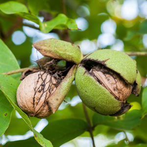 Walnut tree - walnut