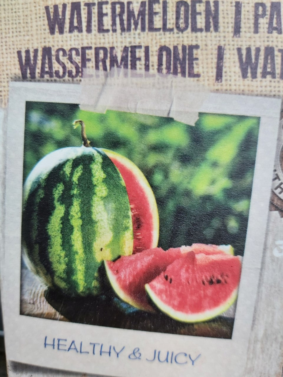 Wassermelone im Topf 1 Pflanze