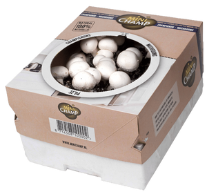 Kit de culture de champignons blancs