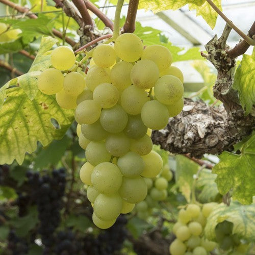 Trauben Sie Weißwein und essen Sie Vitis vinifera 'Witte van der Laan' im 2-Liter-Topf