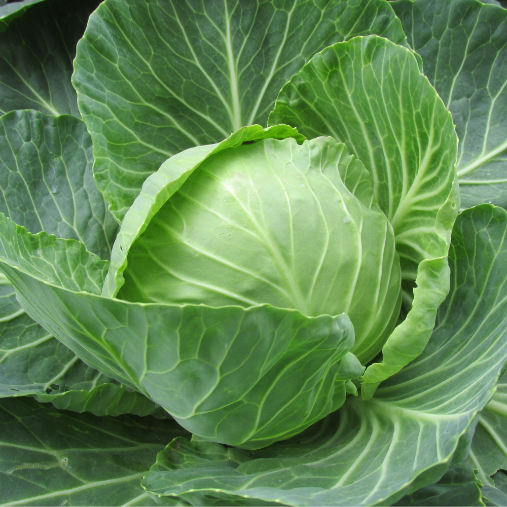 White cabbage plants 5 pieces BIO