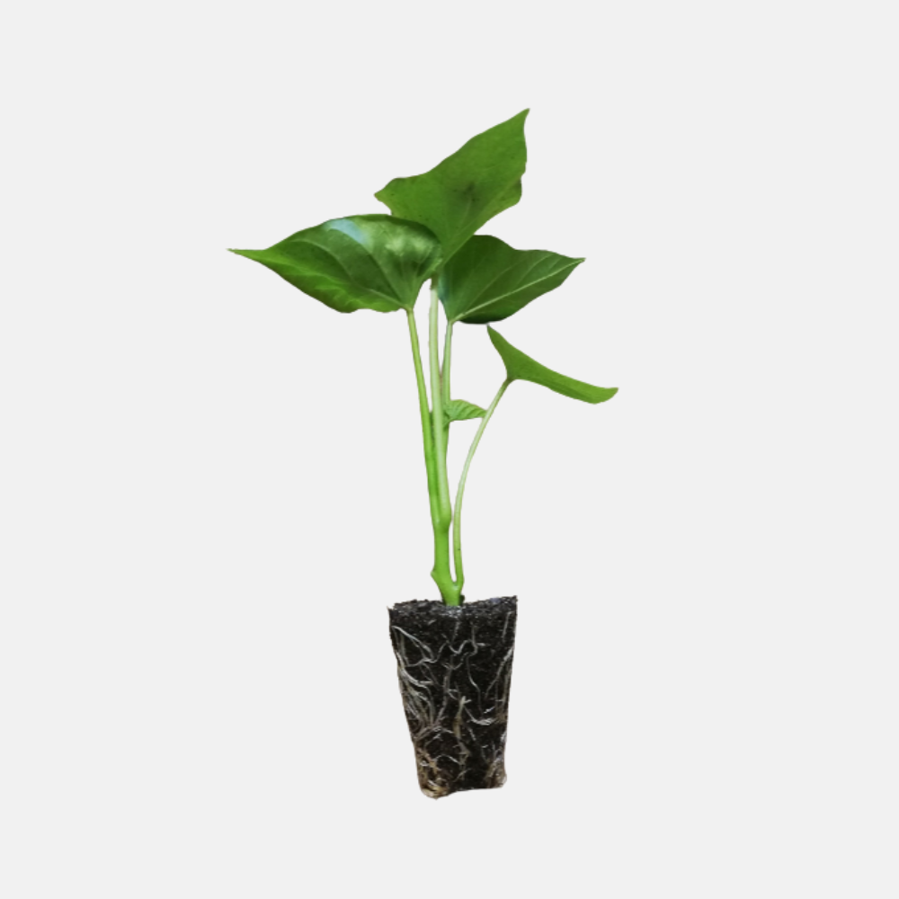 Oranje zoete aardappel plantjes 'Bellevue' 5 stuks