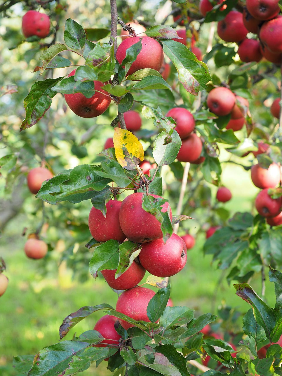 Pomme colonne 'McIntosch - 80cm de haut en pot de 5 litres