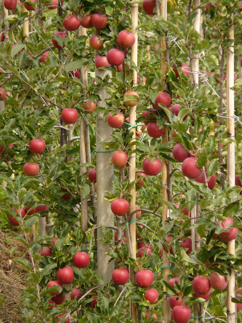 Pomme colonne 'Red Sensation' - 80cm de haut en pot de 5 litres