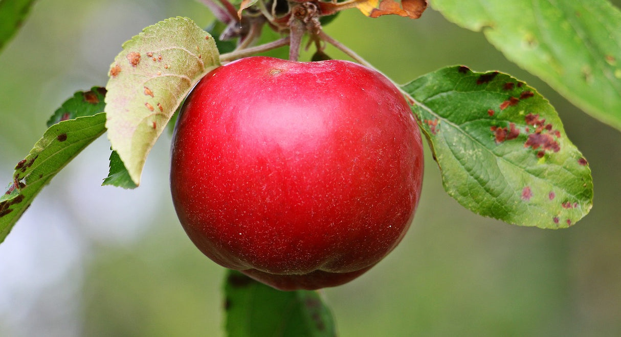 Pomme colonne 'Red leaf' - 80cm de haut en pot de 5 litres