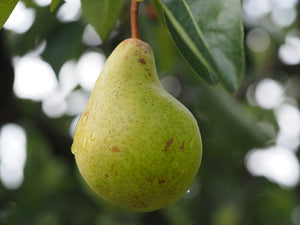 Poire colonne 'Condo' de 80 cm de haut - en pot de 5 litres