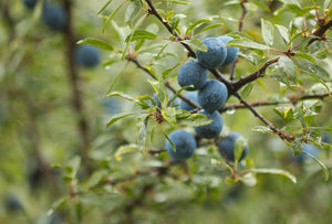 Pflaumenbaum Imperialer Säulenbaum